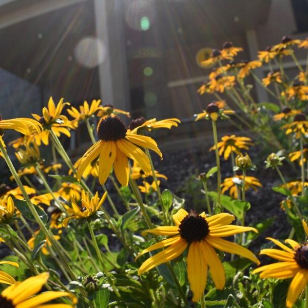 a group of yellow flowers